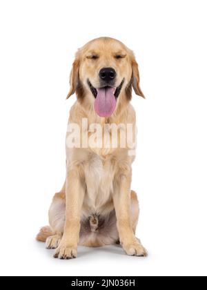 Friendly 6 mesi di età Golden Retriever cane giovane, seduta di fronte con gli occhi slosed. Guardando verso la fotocamera con la linguetta verso l'esterno. Isolato su a. Foto Stock