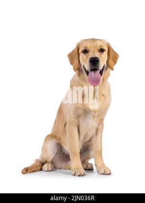 Friendly 6 mesi di età Golden Retriever cane giovane, seduta su modi laterali. Guardando verso la fotocamera con la linguetta verso l'esterno. Isolato su sfondo bianco. Foto Stock