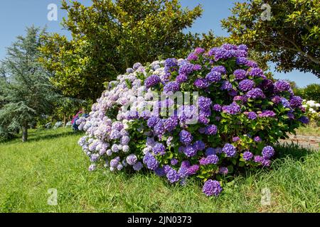 Viola scuro e rosa pallido hydrangea macrophylla fiori in giardino. Hortensia piante fiorite sullo sfondo di magnolie e cedri. Foto Stock