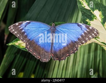 Vista dorsale di un morfo blu (Morpeo peleides) a riposo con le ali aperte alla visualizzazione delle farfalle nella serra a RHS Gardens, Wisley, Surrey Foto Stock