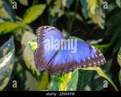 Vista dorsale di un morfo blu (Morpeo peleides) a riposo con le ali aperte alla visualizzazione delle farfalle nella serra a RHS Gardens, Wisley, Surrey Foto Stock