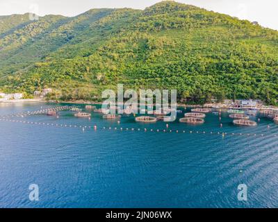 Azienda agricola Oyster nel Mediterraneo. Montenegro, Cattaro Foto Stock