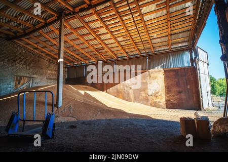 Grano in deposito di magazzino. Granaio interno con cumulo di grano crudo. Industria agricola. Foto Stock