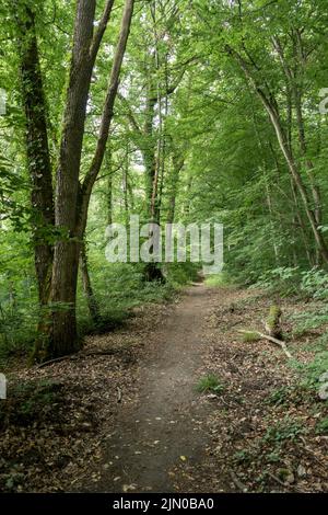 Sentiero, sentiero attraverso una lussureggiante foresta decidua in Francia. Foto Stock