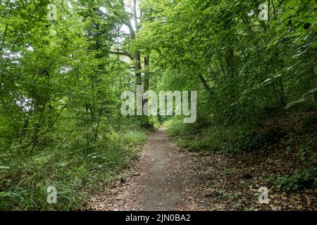 Path, trail through a lush deciduous forest in France. Foto Stock