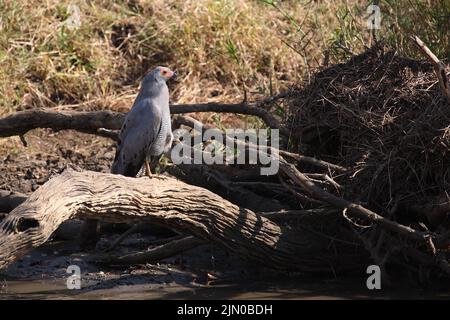 Graubürzel-Singhabicht oder Kleiner Singhabicht / Oscar chanting goshawk / Melierax metabati Foto Stock