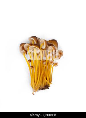 Micena renati, comunemente conosciuta come il bel cofano, è una specie di funghi della famiglia Micenaceae. Il mondo dei funghi. Isolato su bianco. Foto Stock