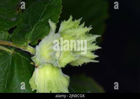 Nocciole non mature (Corylus avellana o nocciola comune) su ramo con foglie. Nocciole che crescono sul ramo verde. Foto Stock