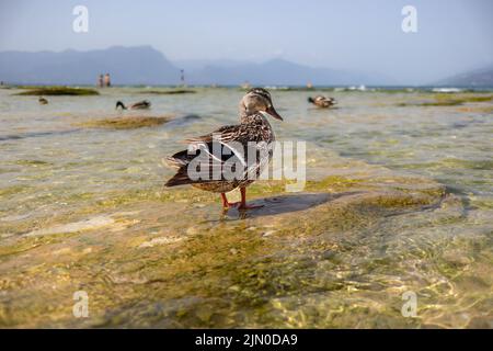 Ritratto animale di femmina di anatra di Mallard a Jamaica Beach, Sirmione. Platyrhynchos ANAS in pietra nel lago di Garda poco profondo. Foto Stock