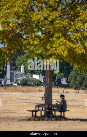 Wimbledon Common, Londra, Regno Unito. 8th ago 2022. Prateria a Wimbledon paglia comune colorata sotto un caldo sole senza pioggia per quasi 2 mesi con alcuni alberi esposti che mostrano colori foglie d'autunno. Credit: Malcolm Park/Alamy Live News Foto Stock