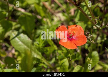 Papaver dubium, singolo Poppy a testa lunga Foto Stock