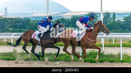 La gara di cavalli di partenza per il premio del restrittivo a Pyatigorsk, Caucaso settentrionale. Foto Stock