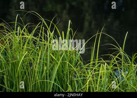 carex elata, Grashalme (syn. Stricta), Tussock segge l'erba vicino al nistru fiver Moldavia Dniester, Alliums Typha. Rush (Butomus umbellatus) Foto Stock