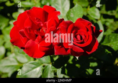 Red Garden Roses in fiore su un cespuglio di rose in primavera Foto Stock