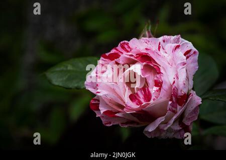 Rosa Scentimental. Una fioribunda a strisce rosse e bianche è cresciuta in un giardino a Newquay in Cornovaglia nel Regno Unito. Foto Stock