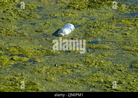 Dorney, Buckinghamshire, Regno Unito. 8th Agosto 2022. Una bottiglia di plastica vuota galleggia nel fiume Jubilee. Le temperature dovrebbero raggiungere i 29 gradi oggi e salire a 34 gradi entro il fine settimana quando l'onda termica ritorna. Ancora non ci sono previsioni per la pioggia. Credit: Maureen McLean/Alamy Live News Foto Stock