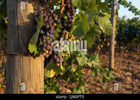 Vigna con uve viola prima di essere raccolti dagli agricoltori, all'interno dell'isola di Maiorca. Immagine del processo di vinificazione Foto Stock