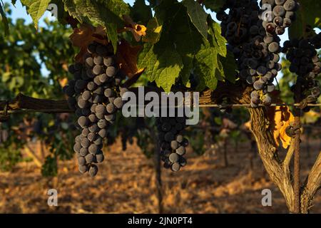 Vigna con uve viola prima di essere raccolti dagli agricoltori, all'interno dell'isola di Maiorca. Immagine del processo di vinificazione Foto Stock