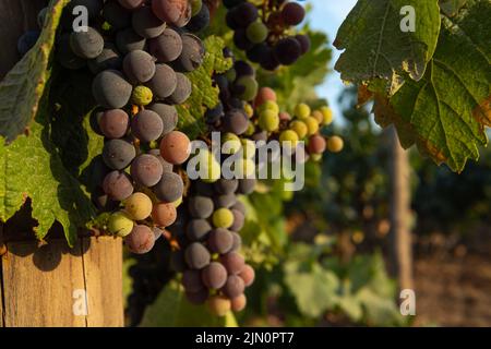 Vigna con uve viola prima di essere raccolti dagli agricoltori, all'interno dell'isola di Maiorca. Immagine del processo di vinificazione Foto Stock