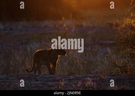 Cub leone (Panthera leo) retroilluminato dalla luce rossa dell'alba. Parco Nazionale di Chobe, Botswana, Africa Foto Stock