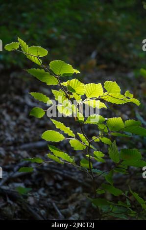 Fagus sylvatica, faggeto soleggiato in una foresta in Germania, Europa Foto Stock