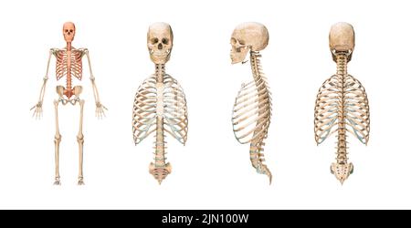 Ossa assiali accurate del sistema scheletrico umano o scheletro isolato su sfondo bianco 3D illustrazione del rendering. Grafico anatomico vuoto. Anteriore, la Foto Stock