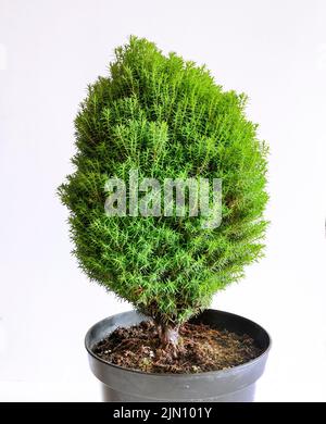 Thuja pygmy Teddy piantina in pentola primo piano, isolato su sfondo bianco - nana conifere sempreverde pianta ornamentale per parco o giardino paesaggio de Foto Stock