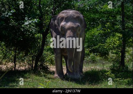 Un elefante asiatico si erge tra gli alberi e guarda avanti. Primo piano. Foto Stock