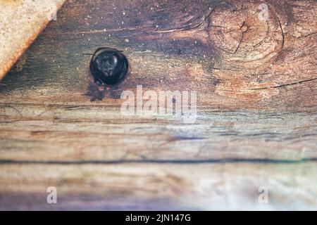 Un primo piano di un coleottero nero che sbirciava da un foro su una superficie di legno. Foto Stock