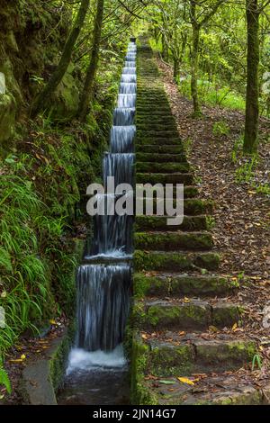 Levada do furado a Ribeiro Frio, Madeira, Portogallo. Foto Stock