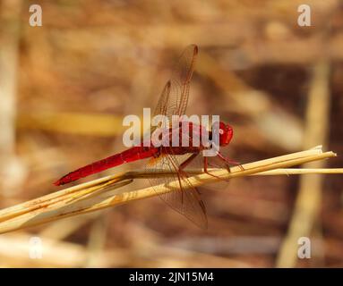 Maschio Ruddy Darter Dragonfly, arroccato su un gambo di erba secca in natura. Foto macro. Messa a fuoco superficiale selettiva per effetto. Foto Stock