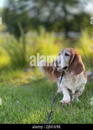 Un primo piano verticale di un Basset Hound nel parco. Foto Stock