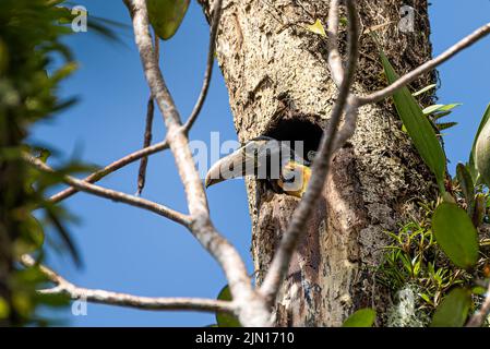 Aracari collato cazzo il giovane uccello con nuove piume che guardano fuori dal suo nido un buco alto in un albero Foto Stock