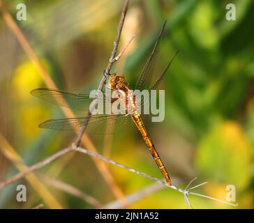 Donna Keeled Skimmer Dragonfly - Orthetrum Coerulesce che si aggirano su un ramoscello nel suo ambiente naturale. Foto macro, messa a fuoco superficiale selettiva per effetto. Foto Stock