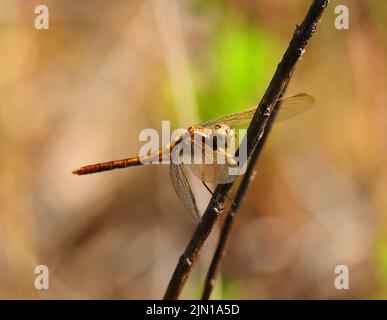 Donna Keeled Skimmer Dragonfly - Orthetrum Coerulesce che si aggirano su un ramoscello nel suo ambiente naturale. Foto macro, messa a fuoco superficiale selettiva per effetto. Foto Stock