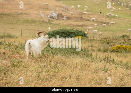 Kashmiri Goat in piedi guardando proprio sulla Grande Orme Llandudno Galles nord Foto Stock