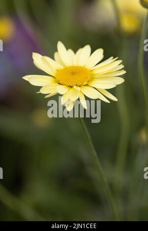 Leucanthemum giallo Foto Stock