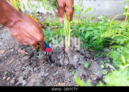 Adulto maschio scavando carota in giardino domestico usando una forchetta della mano Foto Stock