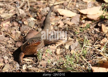 Felsen-Schildechse / lucertola gigante placcata / Matobosaurus validus Foto Stock