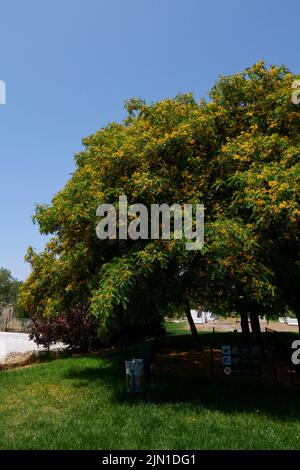 Tipuana Tipu albero in fiore Foto Stock