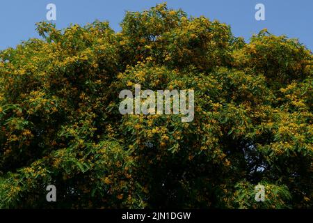 Tipuana Tipu albero in fiore Foto Stock