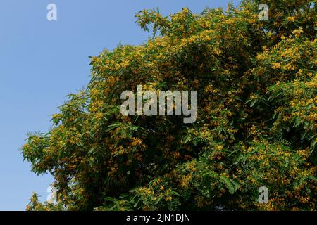 Tipuana Tipu albero in fiore Foto Stock