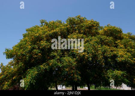 Tipuana Tipu albero in fiore Foto Stock