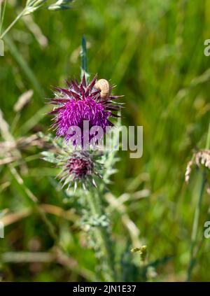 Primo piano dettagliato di un fiore rosa viola testa Musk Thistle (Carduus nutans) Foto Stock