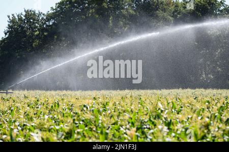 8th agosto 2022. Durante l'attuale ondata di calore e le condizioni di siccità che il Regno Unito ha subito e non vi sono segni evidenti di pioggia per la costa meridionale dell'Inghilterra, Molte aree sono ora soggette a un divieto di tubi flessibili, tra cui Romsey Hampshire UK, dove questa fattoria innaffia colture alimentari per impedire alle piante di morire al caldo. Foto Stock