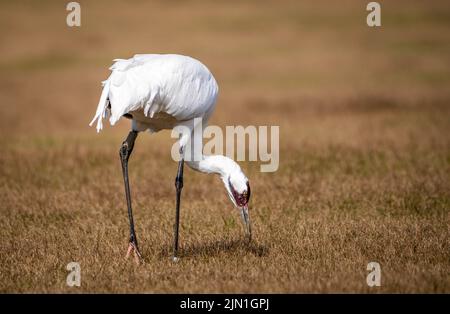 Un primo piano di una gru a rischio di estinzione nel mezzo di un campo agricolo nella Florida centrale. Foto Stock