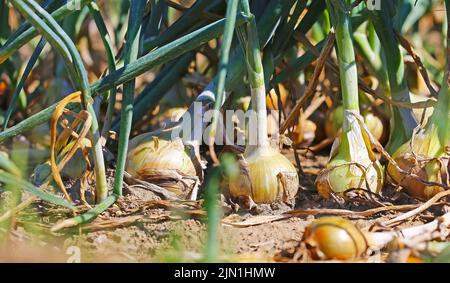 Closup di cipolle comuni mature di colore giallo bruno (allium cepa) in campo agricolo, suolo secco - Germania Foto Stock