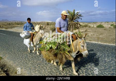 Uomo locale con figlio che cavalca sugli asini, SAL Rei, Boavista, Isole di Capo Verde, Africa Foto Stock