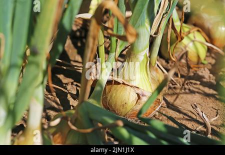 Closup di cipolle comuni mature di colore giallo bruno (allium cepa) in campo agricolo, suolo secco - Germania Foto Stock