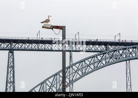 Seagull sul palco vicino al ponte Pont Luiz 1 sul fiume Douro Porto Portogallo, progettato da Theophile Seyrig, partner di Gustave Eiffel Foto Stock